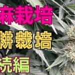 【超大切】大麻栽培★水耕栽培続編★君でも出来る‼️水耕栽培のトレーニング方法と水やり〜田中流〜大麻農家が詳しく解説！【第７回】