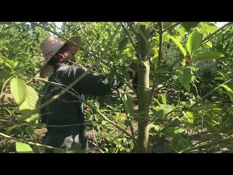 Northern Thailand Kratom Harvesting Techniques by Hand.