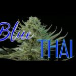 Blue Thai Strain by Dinafem Seeds