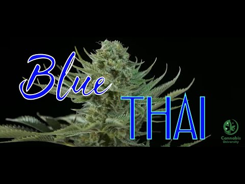 Blue Thai Strain by Dinafem Seeds