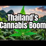 Inside Thailand’s Cannabis Revolution: Everything You Need to Know!