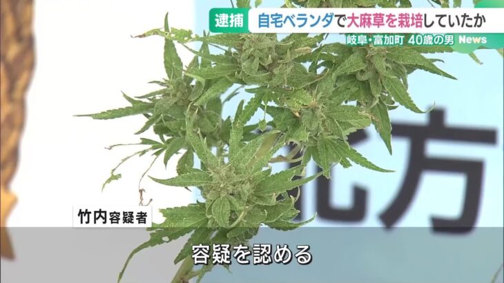 自宅ベランダで大麻草を栽培か　自身で使用していた可能性も　40歳の男を逮捕　岐阜 (24/10/16 19:00)