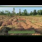 EP ThaiStick – The Medical Cannabis Farm Of East Phuphan Thai Stick