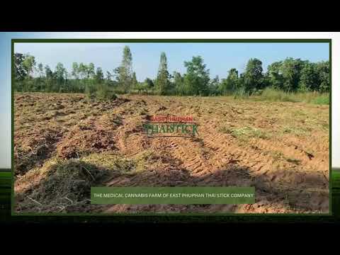 EP ThaiStick – The Medical Cannabis Farm Of East Phuphan Thai Stick