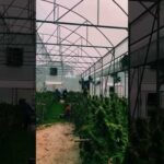 Exploring Thailand’s Lollipop Cannabis Farm: A Cannabis Culture Tour 🌿