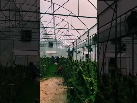 Exploring Thailand’s Lollipop Cannabis Farm: A Cannabis Culture Tour 🌿