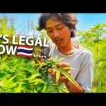 Isan Thai Growing Weed In Rural Thailand🇹🇭