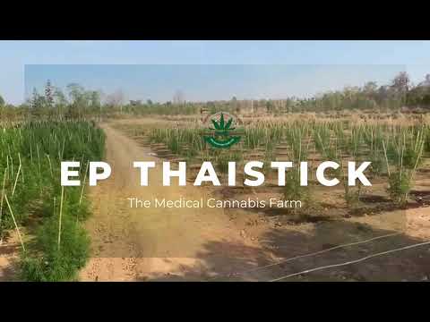 🌿 EP Thai Stick: The Future of Medical Cannabis & Global Partnerships in 2025 🚀