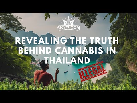 What’s REALLY Happening in Thailand’s Cannabis Industry? (Phuket Cannabis Cup 2025: Part 1/2)