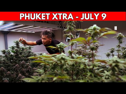 Cannabis shops forced to become clinics by year’s end, Phuket cops’ dawn drug raids || Thailand News
