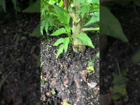 Cannabis with a Thai plant ￼