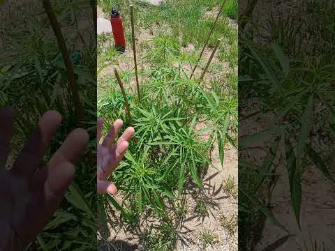 Low Stress Training(LST) for Cannabis Thai Strain