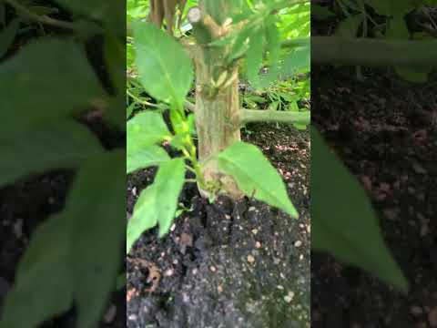 Thai pepper plant growing out of my cannabis ￼