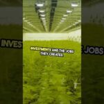 Thailand’s Cannabis legalization is gone!