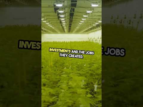 Thailand’s Cannabis legalization is gone!