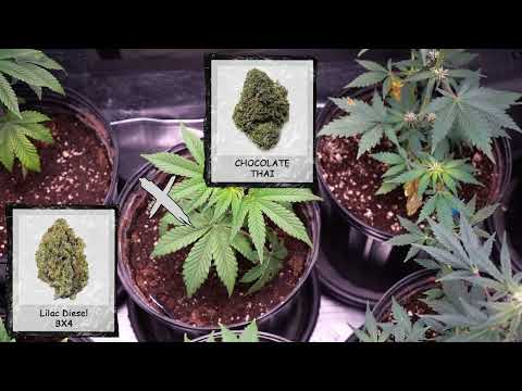 Breeding Classic Cannabis: Chocolate Thai × Lilac Diesel BX4 Grow Reveal!