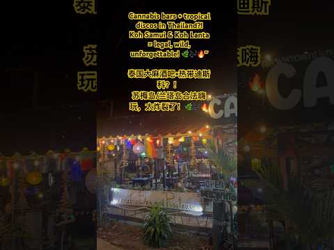 Cannabis Bars & Discos in Thailand 🌿 泰国苏梅岛/兰塔岛合法大麻酒吧+嗨翻夜生活!
