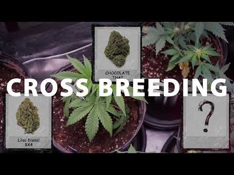 HOW I AM GROWING & BREEDING WEED – CHOCOLATE THAI CROSS WITH LILAC DIESEL BX4