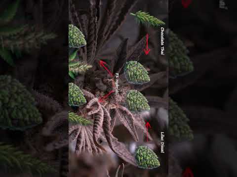 HOW I AM GROWING WEED FROM START TO FINISH | CHOCOLATE THAI CROSS WITH LILAC DIESEL BX4 BREEDING