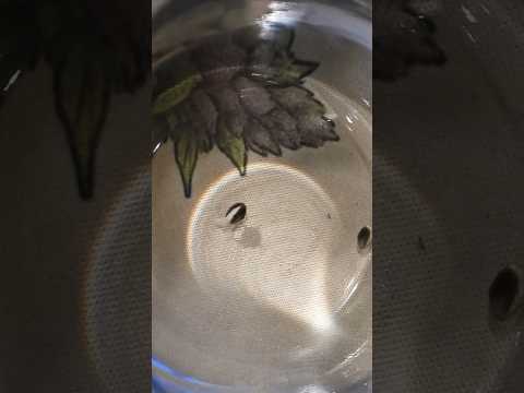 How I am Growing & Breeding Weed Chocolate Thai Cross With Lilac Diesel BX4