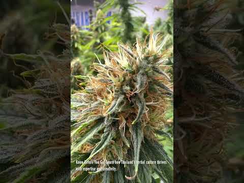 Thing To DO in Bangkok Thailand  #bangkok #thailand  #cannabiseducation  #cannabiscultivation