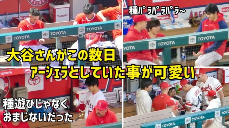 おまじない効果でホームラン？ 大谷さんとアーシェラがこの数日していた事がかわいい  Shohei Ohtani エンゼルス Angels  大谷翔平 現地映像