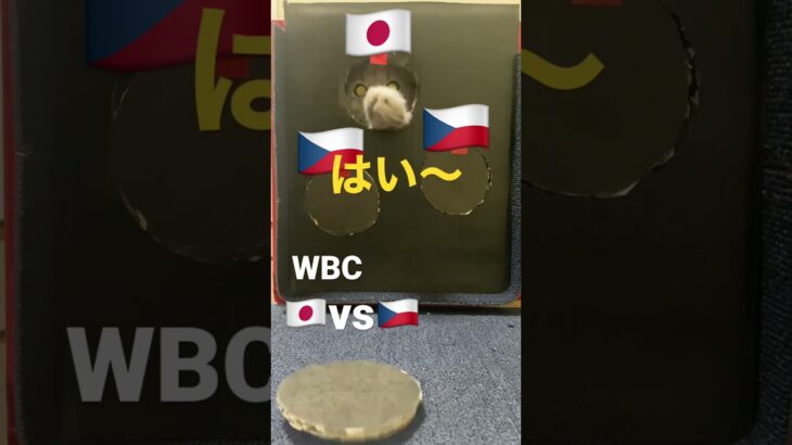 WBC日本対チェコ『裏側』