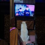 ハクも気になるWBC日本戦　 #白豆柴 #柴犬#WBC