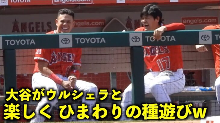 めっちゃ楽しそうw 大谷翔平がウルシェラとひまわりの種遊び【現地映像】エンゼルスvsロイヤルズ第３戦4/24