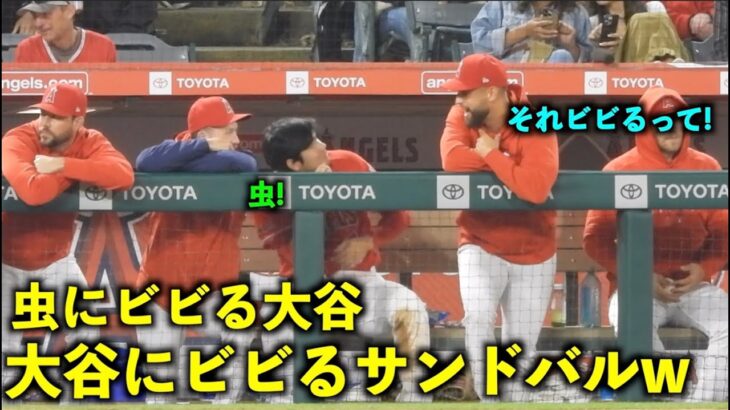 おもしろ連鎖！虫にビビる大谷翔平、それを見てビビるサンドバルw【現地映像】エンゼルスvsアスレチックス第１戦4/25