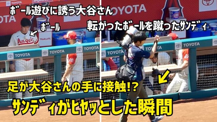 大谷さんの表情にサンドバルがヒヤリ 焦った瞬間   エンゼルス Angels  大谷翔平 Shohei Ohtani 現地映像