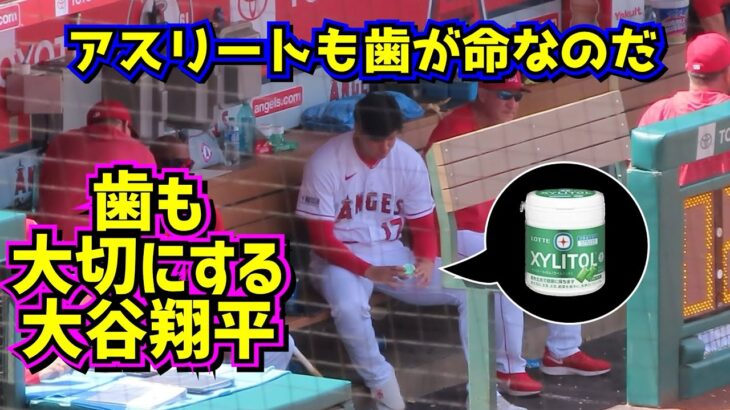 目撃‼️歯を大切にする大谷翔平 ガムはキシリトールだね【現地映像】ShoheiOhtani Angels