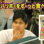 癒し動画❤️大谷翔平がひたすらハリボーを食べながら話しているのが面白い🤣【現地映像】 ShoheiOhtani Angels