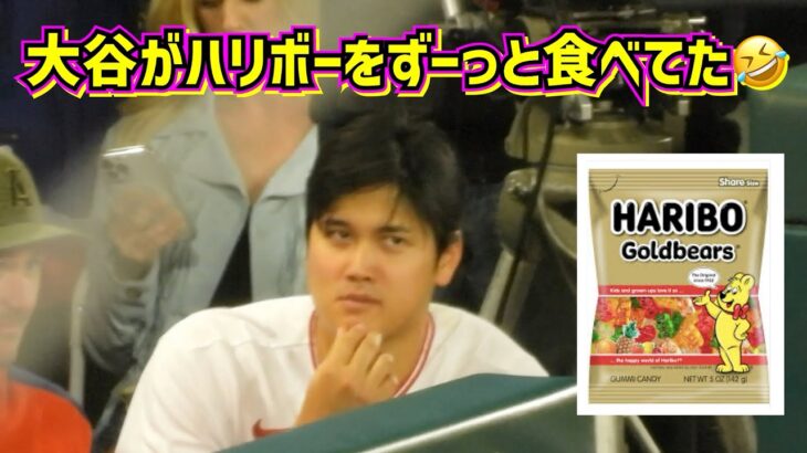 癒し動画❤️大谷翔平がひたすらハリボーを食べながら話しているのが面白い🤣【現地映像】 ShoheiOhtani Angels