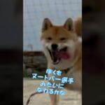 【WBC日本代表】ヌートバー選手に憧れる柴犬とん君　#柴犬