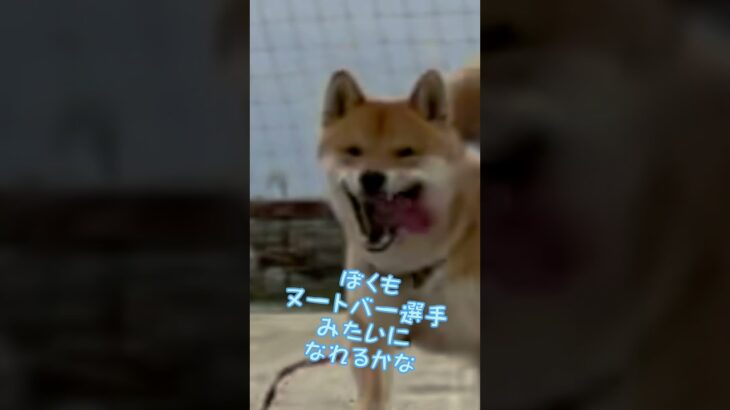 【WBC日本代表】ヌートバー選手に憧れる柴犬とん君　#柴犬