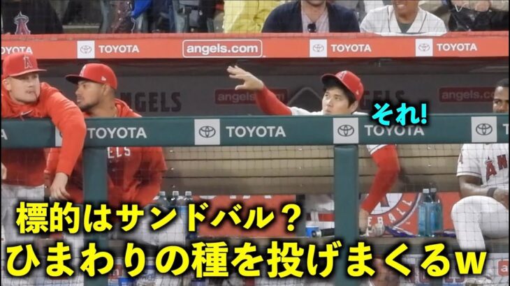 サンドバル？に合計５発！ひまわりの種を投げまくる大谷翔平w【現地映像】エンゼルスvsレッドソックス第3戦5/26