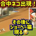 試合中ネコ爆走‼️その後のショーヘー猫が可愛かった😂 【現地映像】6/30vsダイヤモンドバックスShoheiOhtani Angels