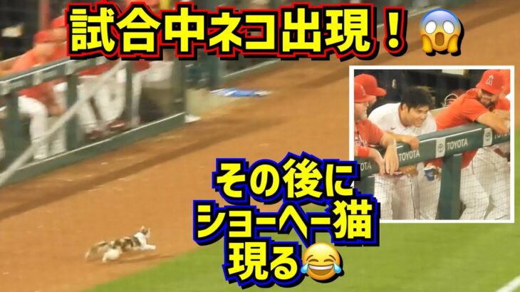 試合中ネコ爆走‼️その後のショーヘー猫が可愛かった😂 【現地映像】6/30vsダイヤモンドバックスShoheiOhtani Angels