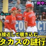 可愛すぎるw ムスタカスに急接近し顔を覗き込む大谷翔平w【現地映像】エンゼルスvsジャイアンツ第２戦8/9