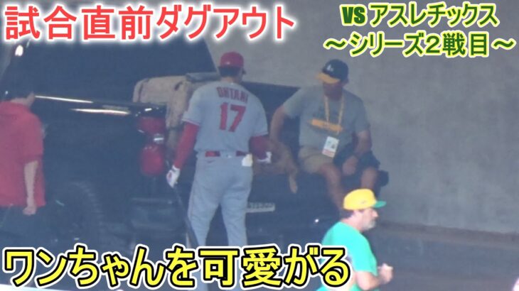 試合直前ダグアウトの様子～ワンちゃんを可愛がる【大谷翔平選手】対オークランド・アスレチックス～シリーズ２戦目～Shohei Ohtani vs Athletics 2023