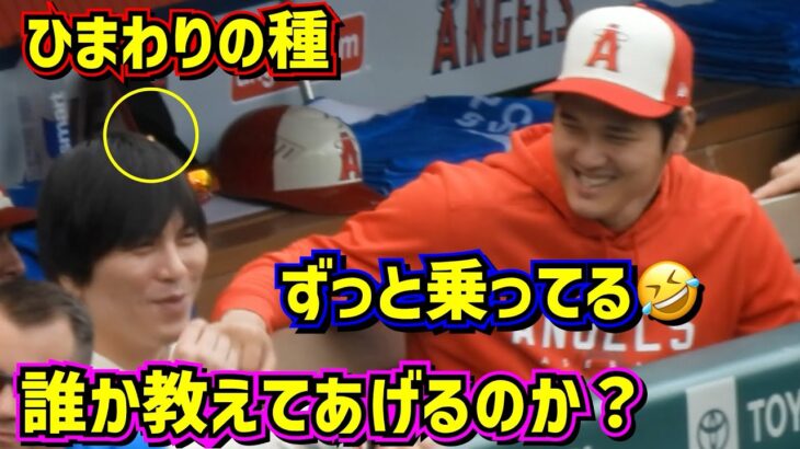 爆笑‼️一平さんの頭にひまわりの種🤣大谷は教えません！その時チームメイトは？【現地映像】ShoheiOhtani Angels