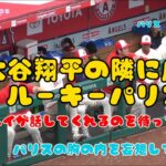 ダグアウトの大谷翔平の隣に座るパリス！翔平が話してくれるのを待っているパリスの胸の内を妄想してみた #大谷翔平現地映像 #エンゼルス #野球