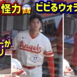 爆笑‼️大谷の怪力にビビりまくるウォラックが面白い🤣 【現地映像】ShoheiOhtani Angels