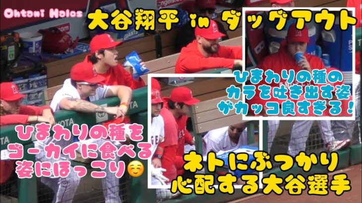 【大谷翔平インダグアウト】ひまわりの種をゴーカイに食べる大谷選手！種のカラを吐き出す姿がカッコ良すぎる💛ネトを心配する優しい翔平さん#エンゼルス #大谷翔平現地映像 #野球