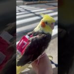 父ちゃんにつきあって、大谷翔平選手応援してくれるオカメインコ