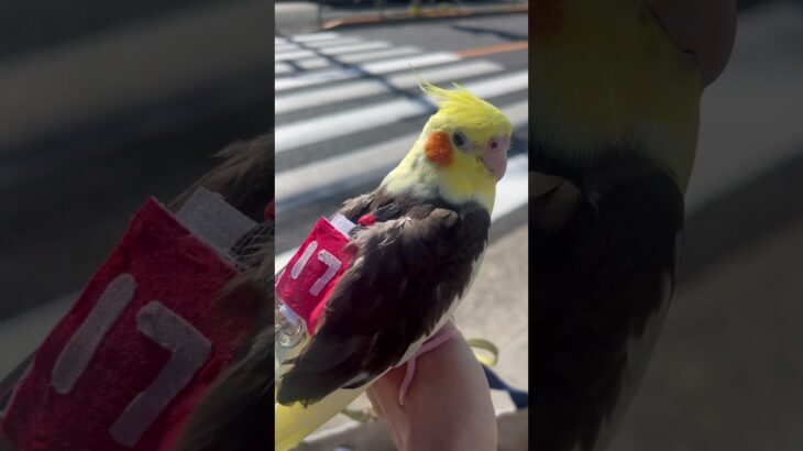 父ちゃんにつきあって、大谷翔平選手応援してくれるオカメインコ