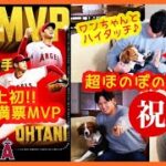 【おめでとう！大谷翔平2年ぶりMVP奪還!!】2回目満票MVPは史上初！ワンちゃんとハイタッチ♪超ほのぼの受賞会見ｗ（2023 AMERICAN-LEAGUE MVP）