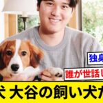 大谷翔平、犬を飼い出して独身街道まっしぐらか？【5chまとめ】【なんJまとめ】