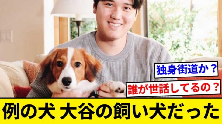 大谷翔平、犬を飼い出して独身街道まっしぐらか？【5chまとめ】【なんJまとめ】